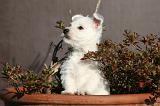 WESTIE 327